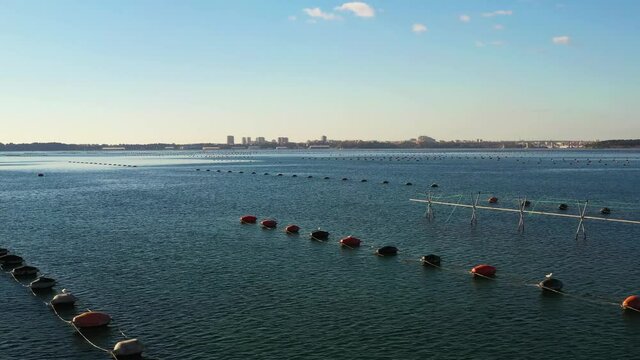 Facilities for mussel farming in the Mar Piccolo, Taranto