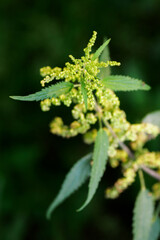 Nettle flower on a plant with leaves.