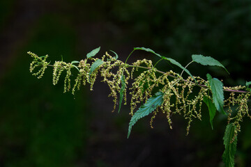 Nettle flower on a plant with leaves.
