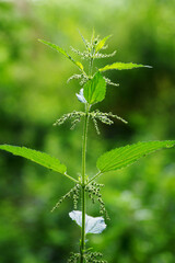 Nettle flower on a plant with leaves.