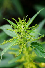 Nettle flower on a plant with leaves.