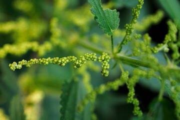 Nettle flower on a plant with leaves.