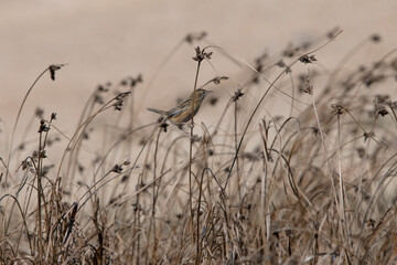Zitting Cisticola (Cisticola juncidis) in ria formosa Portugal.