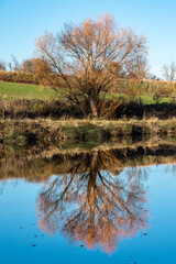 Superbe arbre se reflétant comme un miroir sur un étang calme par une belle journée d'automne 