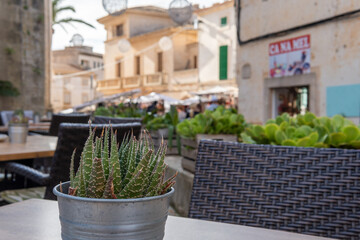 Fototapeta na wymiar Cactus on the terrace table of a coffee shop