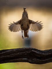 A wren takes off, it's beak full of insects and other delicious morsels for its young