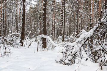 Beautiful landscape of winter snowy forest 