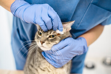 Veterinarian doctor is disinfecting the skin of a cat