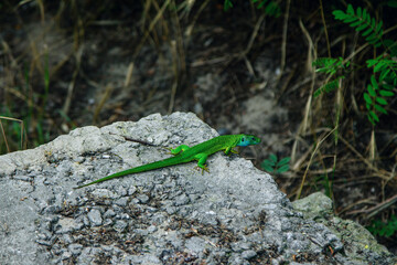 Bright green lizard with long tail on the stone in a forest. Reptile crawling on the cliff.