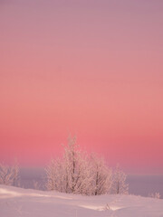 trees in white frost on the background of a pink sunset on a snowy hill in winter