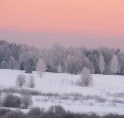beautiful trees in snowy hoarfrost on a winter hill during sunset