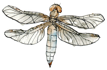 Watercolor illustration of dragonfly with a pastel color, blue with brown, sketch isolated on a white background. Elegant insect drawn by hand with ink border.