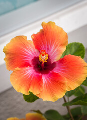 Yellow Hawaiian Hibiscus flower (Hibiscus Brackenridgei)