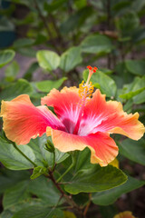 Yellow Hawaiian Hibiscus flower (Hibiscus Brackenridgei)