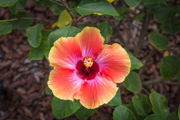 Yellow Hawaiian Hibiscus flower (Hibiscus Brackenridgei)