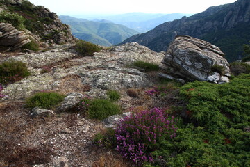 Fototapeta na wymiar Heather and rocks high on the Caroux, near the gorges of Colombières (Hérault, Haut Languedoc, France) in July.