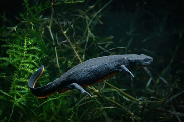 Closeup on a female Chinese fire-bellied newt,  Cynops orientalis