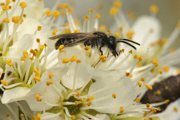 Closeup on a adult male red bellied miner, Andrena ventralis sipping nectar from Prunus spinosa