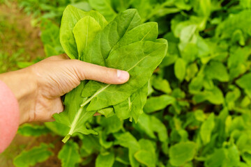 Organic Sorrel Growing in Garden. Growing agriculture plants