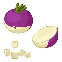 Colorful ripe rutabaga or swede. Vector illustration in cartoon style.