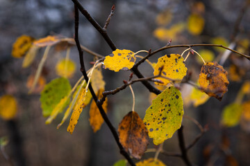 Colorful autumn leaves on a tree branch on a rainy day, Southeast Regional Park, Madrid, Spain