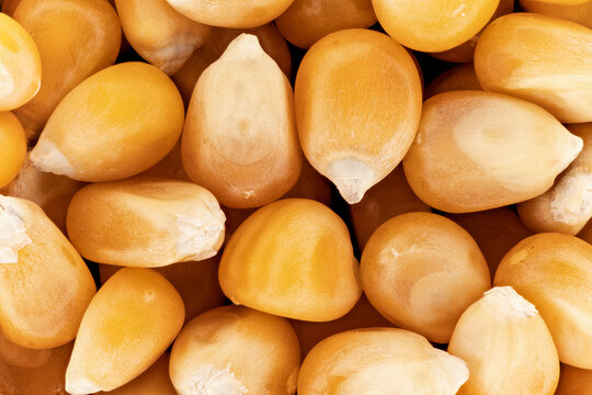 Yellow Unpopped Popcorn Corn Kernels, Closeup Detail Photo, Image Width 23mm