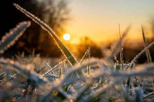erster Frost in Deutschland mit Sonnenuntergang, frostige Wiese