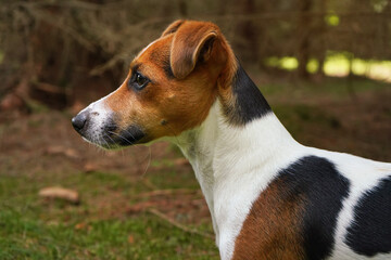 Small Jack Russell terrier standing on forest footpath, closeup view from side