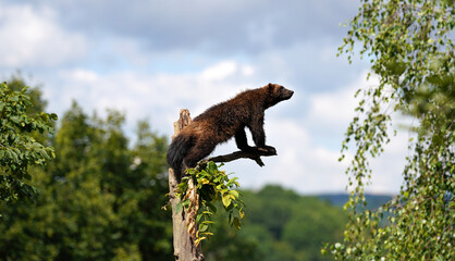 Wolverine aka wolverene - Gulo gulo - resting on top of dry tree, blurred forest and sky background