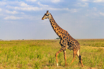 Naklejka premium Giraffe in savanna in Serengeti national park in Tanzania. Wild nature of Tanzania, East Africa