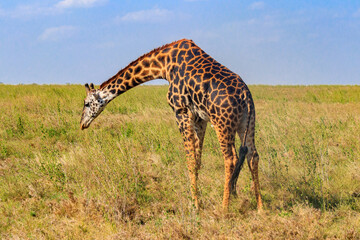 Naklejka na ściany i meble Giraffe in savanna in Serengeti national park in Tanzania. Wild nature of Tanzania, East Africa