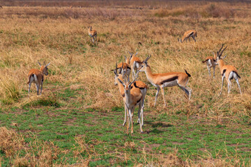 Naklejka na ściany i meble Herd of impala (Aepyceros melampus) running in savannah in Serengeti National Park, Tanzania