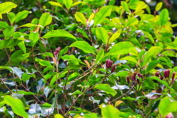 Clove tree (Syzygium aromaticum) with aromatic flower buds in bloom growing in spice farm in...