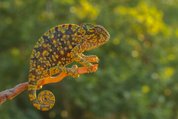 Chameleon walking on branch © mehmetkrc