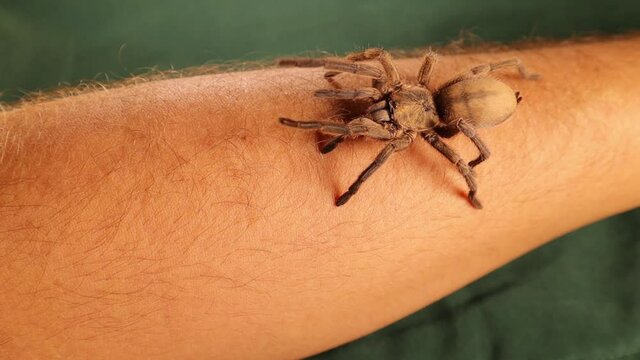 tarantula walking on Exotic vet 's arm.
Examine the animals with minimal disturbance.
Holding a big spider, bug, insect.
Wildlife veterinarian.
Veterinary medicine.
Wild nature, bugs, insects