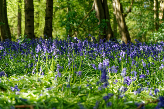 Selective focus shot of blooming bluebells in Ellenbrook Fields, Hatfield, UK
