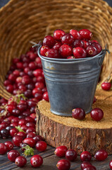 A small metal bucket with cranberries stands on a cut of a tree, cranberries are scattered nearby, wicker straw with berries in the background.