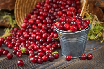 A small metal bucket filled with fresh cranberries stands on a wooden table, cranberries are scattered nearby,