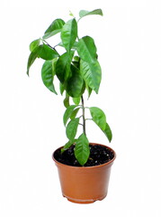 Tangerine seedling in a pot isolated on white background