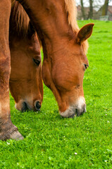 wild horse on a large meadow with beautiful scenery of blue sky and quiet at sunrise