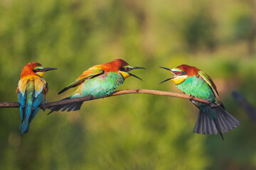 colorful birds of paradise in mating courtship