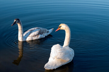 white swans group on the lake swim well under the bright sun