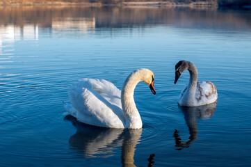 white swans group on the lake swim well under the bright sun