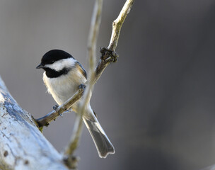 black-capped chickadee