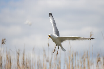 seagull spreading its wings we fly across the sky