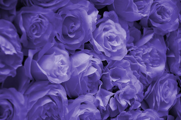 Lilac decorative roses on the wall. Bouquets of flowers, selective focus. Lilac roses pattern background.