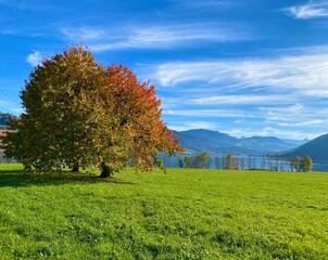 autumn landscape with trees