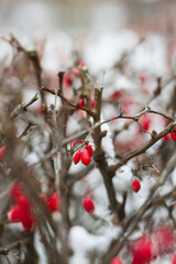 Czerwone owoce dzikiej róży zima śnieg detal - obrazy, fototapety, plakaty