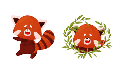 Red panda set. Cute happy wild animal character in different actions vector illustration