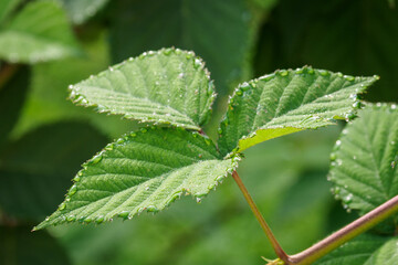 Morning dew on blackberry leaves.